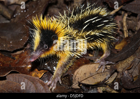 Pianura Tenrec striato (Hemicentetes semispinosus) in una posizione difensiva nella foresta pluviale di Ranomafana, Madagascar. Foto Stock