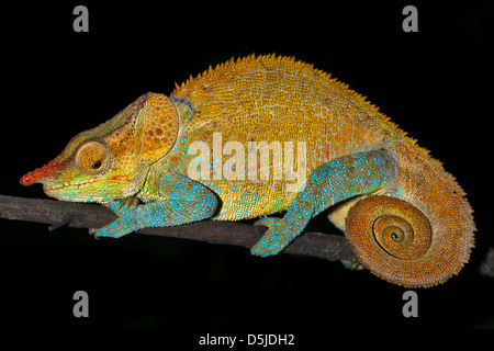 Maschio o criptici Blu-zampe (Camaleonte Calumma crypticum) poggia su un ramo selvaggio del Madagascar. Foto Stock