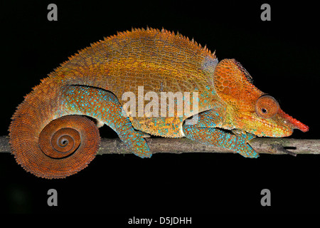 Maschio o criptici Blu-zampe (Camaleonte Calumma crypticum) poggia su un ramo selvaggio del Madagascar. Foto Stock