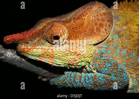 Maschio o criptici Blu-zampe (Camaleonte Calumma crypticum) poggia su un ramo selvaggio del Madagascar. Foto Stock