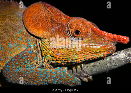 Maschio o criptici Blu-zampe (Camaleonte Calumma crypticum) poggia su un ramo selvaggio del Madagascar. Foto Stock