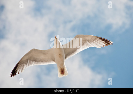 Aringa Gull flying overhead Foto Stock