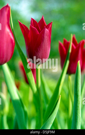 Fotografia di una linea di colore rosso brillante tulipani con il fuoco selettivo su uno di essi. Foto Stock