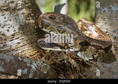 Un malgascio o albero del Madagascar Boa (Boa manditra o Sanzinia madagascariensis) macro di testa e corpo nella foresta pluviale di Ranomafana. Foto Stock