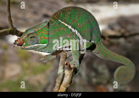 La foresta pluviale minacciate o a due bande (Chameleon Furcifer balteatus) stalking insetti in un albero selvaggio del Madagascar. Foto Stock