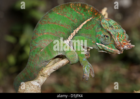 La foresta pluviale minacciate o a due bande (Chameleon Furcifer balteatus) stalking insetti in un albero selvaggio del Madagascar. Foto Stock