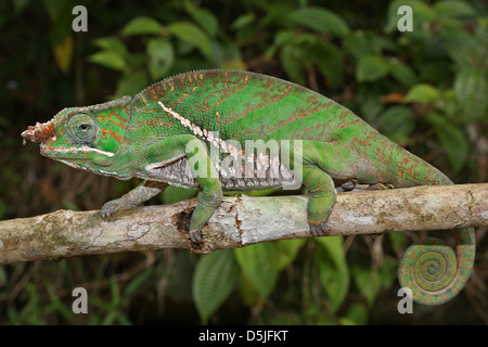 La foresta pluviale minacciate o a due bande (Chameleon Furcifer balteatus) stalking insetti in un albero selvaggio del Madagascar. Foto Stock