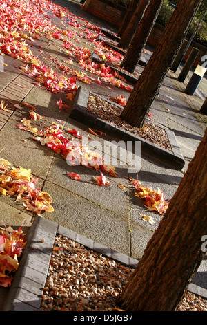 Foglie di autunno su un viale alberato marciapiede Foto Stock