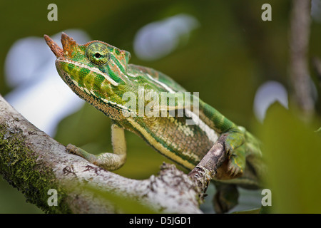 La foresta pluviale minacciate o a due bande (Chameleon Furcifer balteatus) stalking insetti in un albero selvaggio del Madagascar. Foto Stock