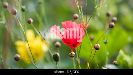 Papavero rosso nel mezzo di fiori di prato Foto Stock