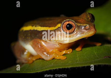 Un vibrante a tre colori Rana Reed (Heterixalus tricolore) nel Madagascar, Africa. Isolato su nero con abbondanza di spazio di testo. Foto Stock