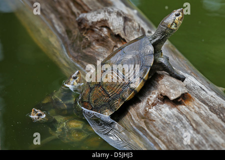 In pericolo critico Madagascan Big-headed Turtle (Erymnochelys madagascariensis) flottanti e crogiolarvi al sole su un registro nel selvaggio. Foto Stock