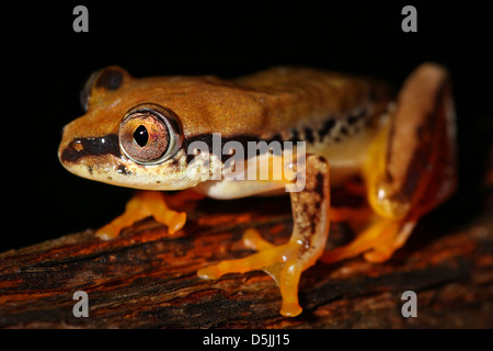 Un vibrante a tre colori Rana Reed (Heterixalus tricolore) nel Madagascar, Africa. Isolato su nero con abbondanza di spazio di testo. Foto Stock