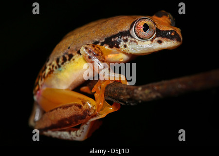 Un vibrante a tre colori Rana Reed (Heterixalus tricolore) nel Madagascar, Africa. Isolato su nero con abbondanza di spazio di testo. Foto Stock