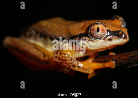 Un vibrante a tre colori Rana Reed (Heterixalus tricolore) nel Madagascar, Africa. Isolato su nero con abbondanza di spazio di testo. Foto Stock