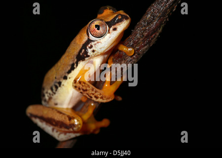 Un vibrante a tre colori Rana Reed (Heterixalus tricolore) nel Madagascar, Africa. Isolato su nero con abbondanza di spazio di testo. Foto Stock