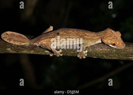 In via di estinzione Gunther di foglia-tailed Gecko (Uroplatus guentheri) nel Madagascar (Ankarafantsika). Questo è uno dei rarissimi gechi. Foto Stock