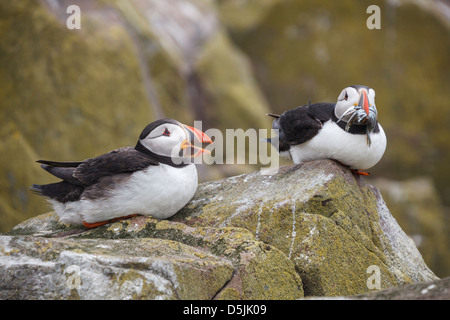 Una coppia di pulcinelle di mare catturati su Interno, farne parte di farne le isole di Northumberland. Foto Stock