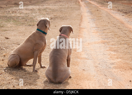 Due cani in attesa da un vialetto che qualcuno a venire a casa; guardando su per la strada, manca loro persone Foto Stock