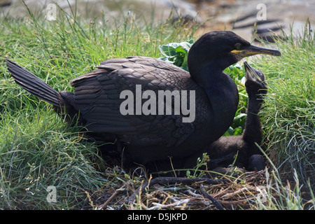 Shags sull isola di fiocco, parte di farne isole in Northumberland Foto Stock