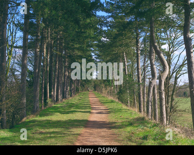 Avenue di Scot pini (Pinus sylvestris) lungo il South Staffordshire stazione a piedi, Himley, Staffordshire, England, Regno Unito Foto Stock