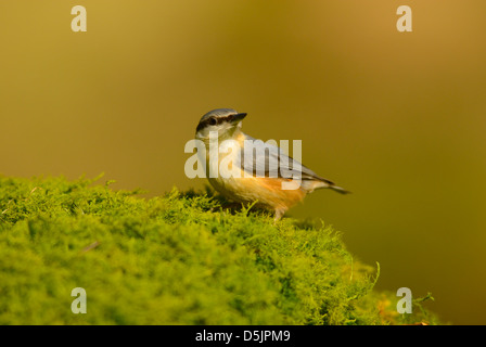 Eurasian picchio muratore, Sitta europaea, Dumfries and Galloway, Scotland, Regno Unito Foto Stock