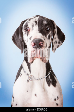 Un giovane maschio arlecchino Alano cane in uno studio con un vignettato azzurro sfondo sbiadito rendendo il contatto visivo. Foto Stock