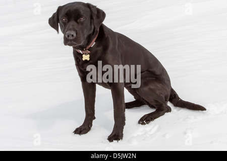 Animali domestici: giovane nero labrador cane nella neve Foto Stock