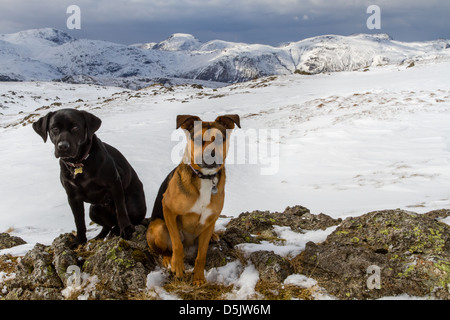 Animali domestici: due cani godendo della splendida snowy Lake District inglese in inverno in Langdales Foto Stock