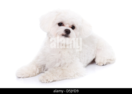 Un bel bianco giacente bichon cucciolo isolato su sfondo bianco Foto Stock