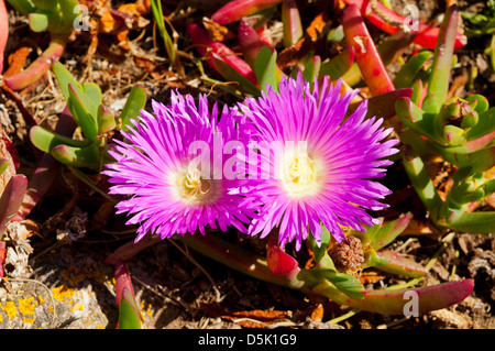 Carpobrotus glaucescens, Pigface rosa Foto Stock