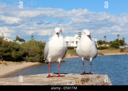 Due bella bianco gabbiani sono in piedi su un molo di cemento dalla foce su un fine soleggiato pomeriggio d'autunno. Foto Stock