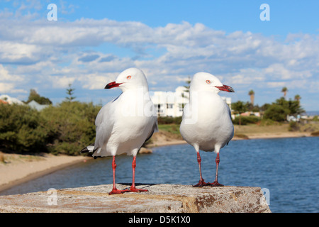 Due bella bianco gabbiani sono in piedi su un molo di cemento dalla foce su un fine soleggiato pomeriggio d'autunno. Foto Stock