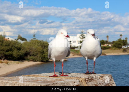 Due bella bianco gabbiani sono in piedi su un molo di cemento dalla foce su un fine soleggiato pomeriggio d'autunno. Foto Stock