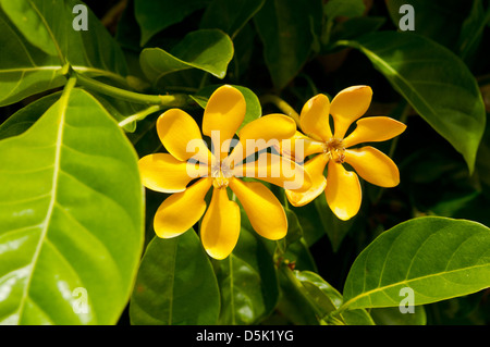 Gardenia carinata, Golden Gardenia Foto Stock