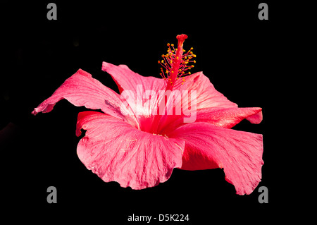 Hibiscus rosa-sinensis, Rosso Hibiscus Foto Stock