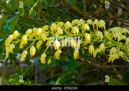 Dendrobium speciosum, Rock Lily Orchid Foto Stock