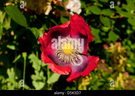 Papaver somniferum, Papavero Foto Stock