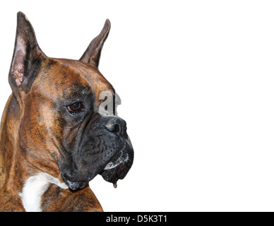 Razza cane Boxer Foto Stock