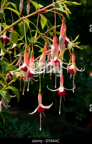 Fuchsia scacchiera Foto Stock