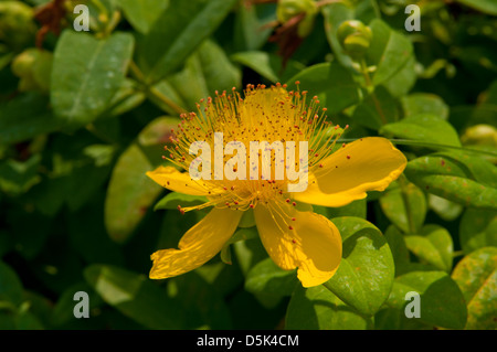 Hypericum perforatum, Erba di San Giovanni Foto Stock