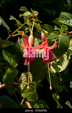 Fuchsia magellanica, fucsia Riccartonii Foto Stock
