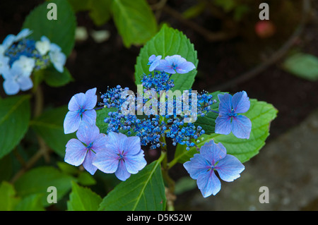 Hydrangea macrophylla normalis, Pizzo Cap Ortensie Foto Stock