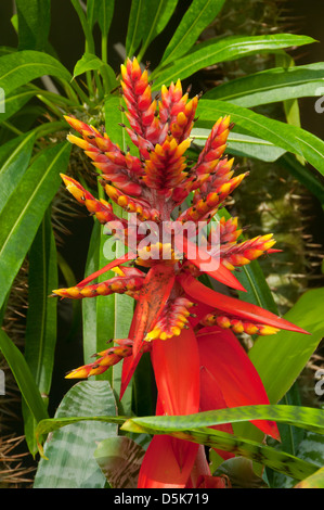 Bromeliad Aechmea Electra Foto Stock