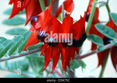 Swainsona Formosa, Sturt Desert Pea Foto Stock