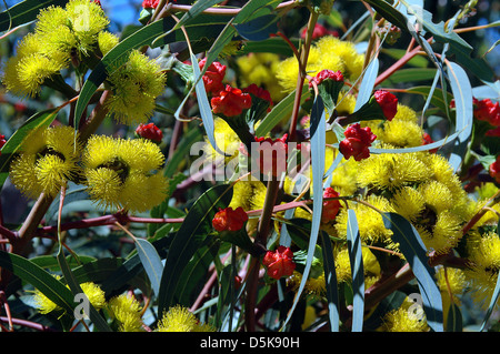 Eucalyptus Erythrocorys, Illyarrie Gum Foto Stock