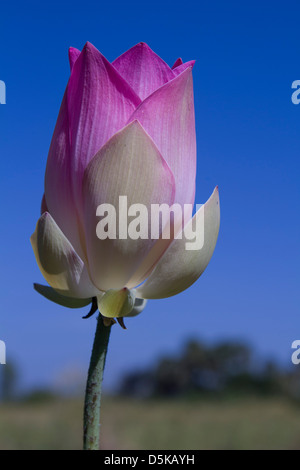 Fiore di loto in crescita in Cambogia Foto Stock