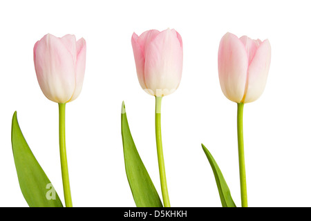 Tre tulipani rosa in una fila isolato su bianco Foto Stock