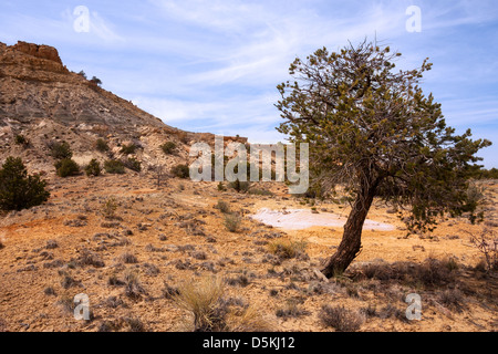 Ginepri colorate formazioni di pietra arenaria nel deserto Ojito Foto Stock