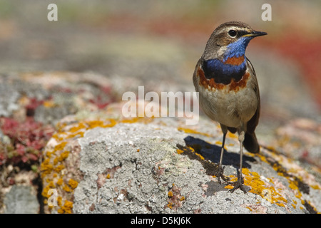 Pettazzurro, maschio su roccia, (Luscinia svecica) Foto Stock